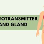 Neurotransmitters Glands