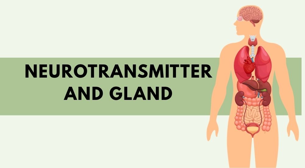 Neurotransmitters Glands